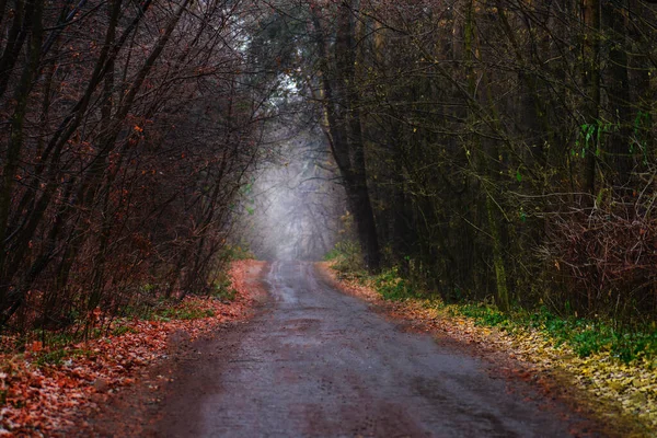 Túnel Bosque Otoño Túnel Forestal Árboles Arbustos Otoño Mal Humor — Foto de Stock