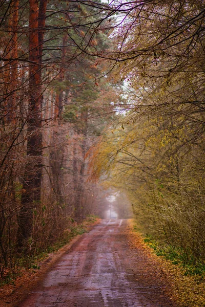 Величественный Осенний Сельский Пейзаж Падение Листьев Осеннем Лесу — стоковое фото