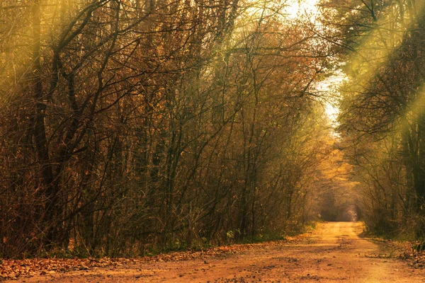 Schöner Herbstlicher Romantischer Baumtunnel Natürlicher Baumtunnel Der Ukraine Liebetunnel Herbst — Stockfoto
