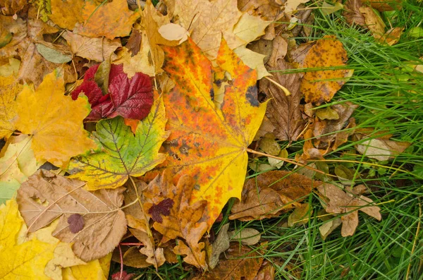 Bunte Ahornblätter Sonnigen Morgenlicht Bunte Herbst Ahorn Blätter Hintergrund Einem — Stockfoto