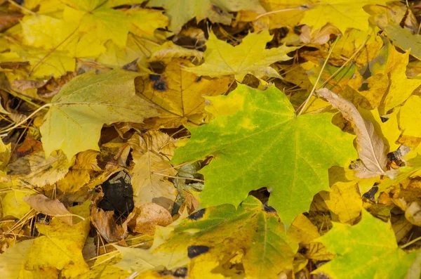 Многоцветные Кленовые Листья Клен Оставляет Фон Оранжевые Желто Красные Листья — стоковое фото