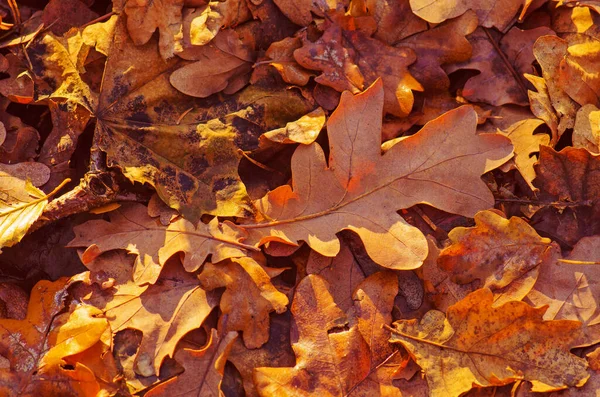オレンジ色のドライオークの葉 森の中にオークオレンジの葉 秋にはオークが紅葉します 秋のオークの葉 — ストック写真