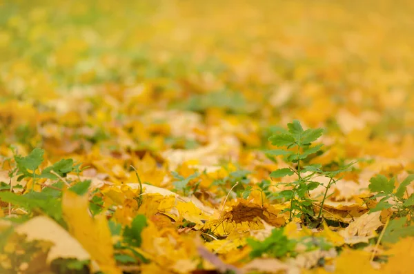 秋晴れの背景 秋の葉の質感 色落ちした葉 地面に横になる紅葉 — ストック写真