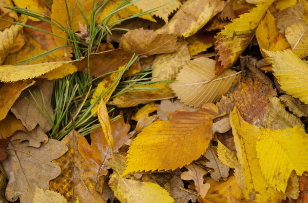 Bunte Schöne Hintergrund Von Abgefallenen Blättern Herbstblätter Liegen Auf Dem — Stockfoto