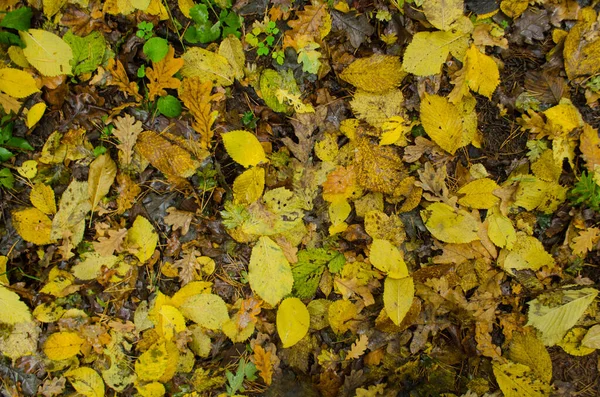 Buntes Laub Sonnigen Wäldern Herbst Natürliche Hintergrundtextur Mit Bunten Blättern — Stockfoto