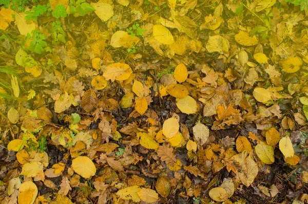 Autunno Fogliame Soleggiato Autunno Sfondo Colorato Bella Struttura Foglie Autunno — Foto Stock