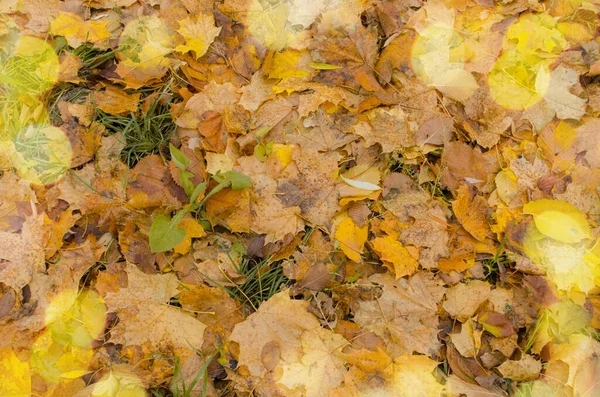 Φθινόπωρο Αφήνει Φόντο Φθινόπωρο Πολύχρωμα Φύλλα Πέφτουν Φθινοπωρινά Φύλλα Σφενδάμου — Φωτογραφία Αρχείου