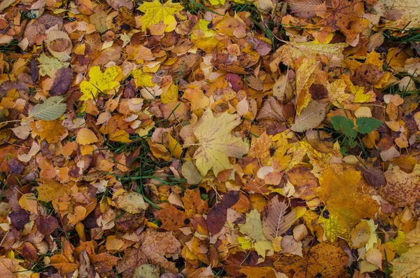 Saisonale Farbenfrohe Herbsttextur Gelber Ahorn Hinterlässt Hintergrund — Stockfoto