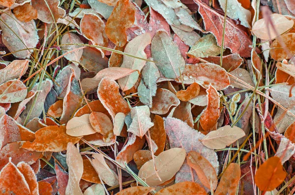 Осень Красочные Листья Фона Осенние Листья Фоне Леса Падшие Осенние — стоковое фото