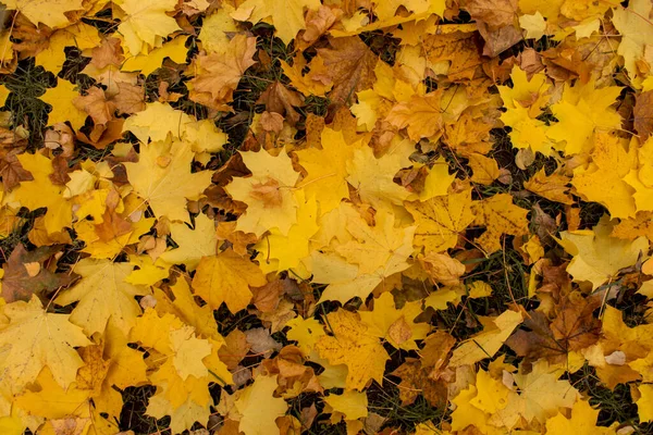 秋のカラフルな葉の背景に朝 秋は森の中に残る 秋の紅葉 紅葉の背景 — ストック写真