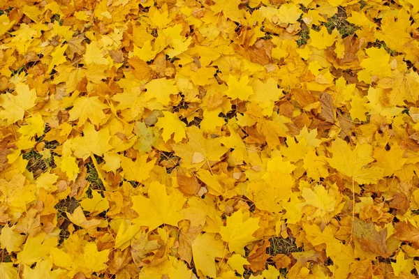 Der Herbst Blättert Der Sonne Herbst Herbst Bunten Hintergrund Herbstblattfall — Stockfoto