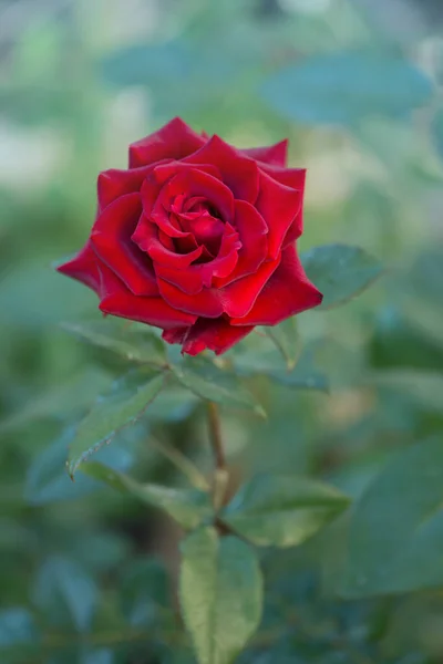 Rosa Rossa Fiore Sfondo Rose Rosse Cespuglio Giardino Rosa Rossa — Foto Stock