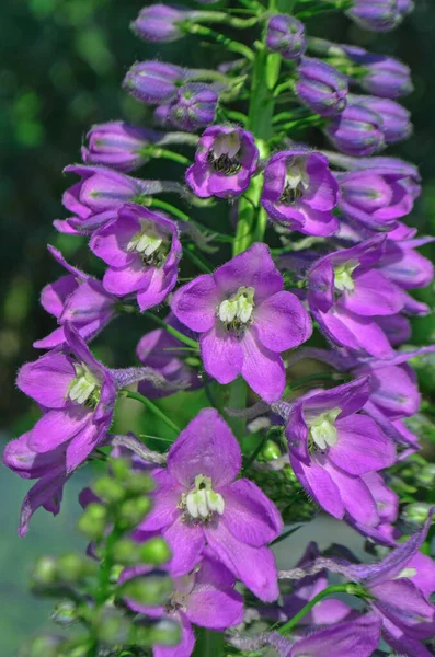 Delphinium Jasmine Blomma Violett Blomma Delphinium Sommarträdgård — Stockfoto