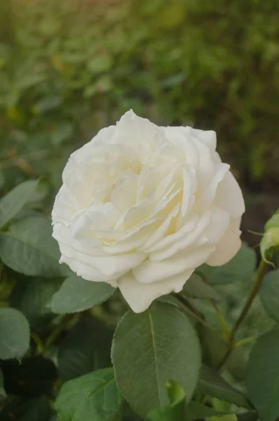 Rosas Blancas Florecen Jardín Arbusto Rosa Blanca Rosa Blanca Jardín — Foto de Stock