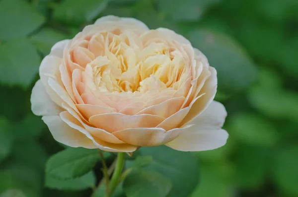 Desdemona Yaz Bahçesinde Beyaz Güller Beyaz Gül Tomurcukları Çalıların Üzerinde — Stok fotoğraf