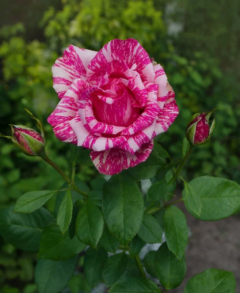Beautiful striped rose Pink Intuition in the garden