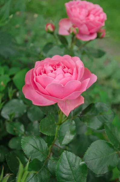 Korálové Květy Růží Růžové Zahradě Růžové Korálové Kvetoucí Růže — Stock fotografie