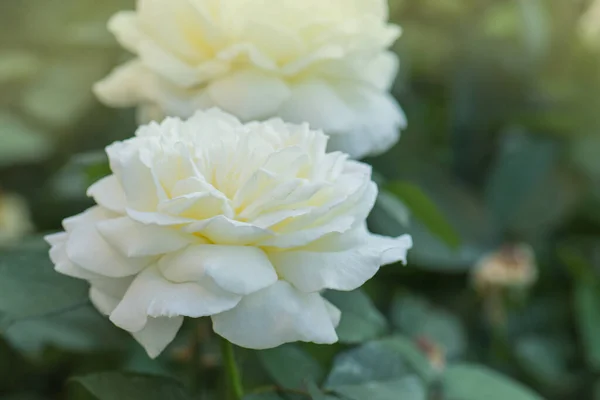 Bahçede Beyaz Güller Açar Beyaz Gül Çalısı Bahçedeki Beyaz Gül — Stok fotoğraf