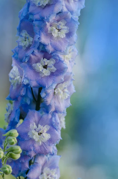 Delphinium Magic Fountain Garden Double Blue Flower Delphinium Collection — Stock Photo, Image