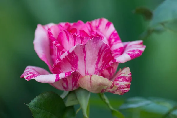 Beautiful striped rose Pink Intuition in the garden