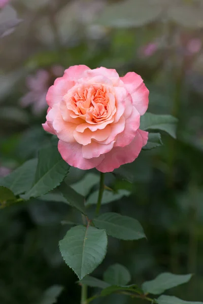 Piękna Brzoskwiniowa Róża Augusta Luise Płatki Kwiatów Falowanymi Krawędziami — Zdjęcie stockowe