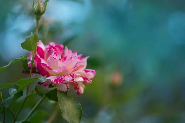 Arbusto Colorido Rosas Camille Pissarro Jardim Rosa Bonita Rosa Listrada — Fotografia de Stock