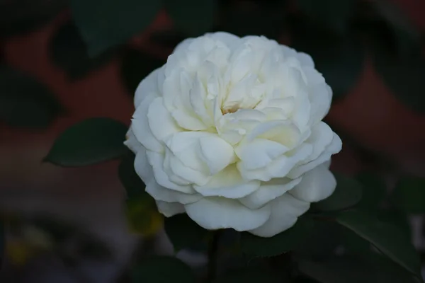 Rosas Blancas Plena Floración Rosa Blanca Jardín Matutino Verano — Foto de Stock