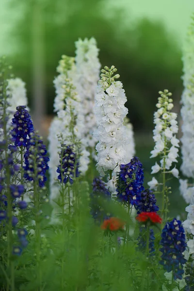 Flor Delphinium Florescendo Lindas Flores Larkspur Vela Larkspur Planta Com — Fotografia de Stock