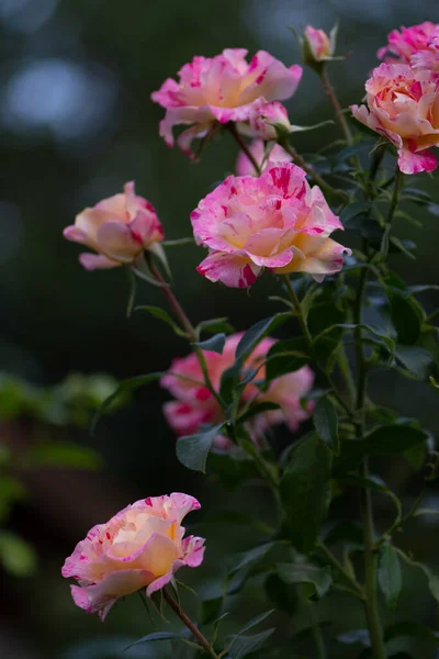 Claude Monet Rosas Cresce Garde — Fotografia de Stock