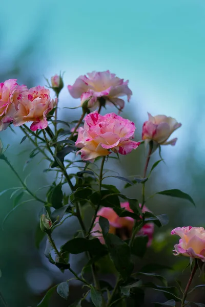 Claude Monet Rosas Cresce Garde — Fotografia de Stock