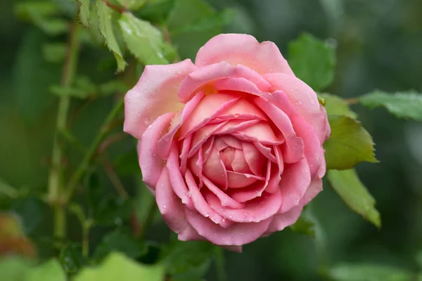 Perayaan Rose Jubilee Jubilee Perayaan Mawar Taman — Stok Foto