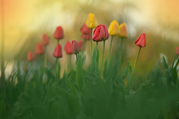Mix Spring Tulips Flowers Mixed Color Tulips Garden Landscape Tulip — Stock Photo, Image