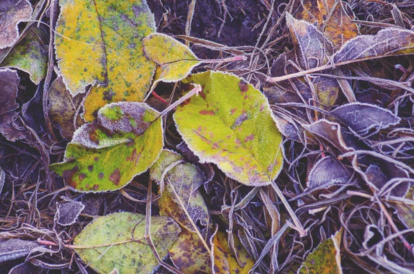 Kleurrijk Blad Zonnig Bos Herfst Natuurlijke Achtergrond Textuur Met Kleurrijke — Stockfoto