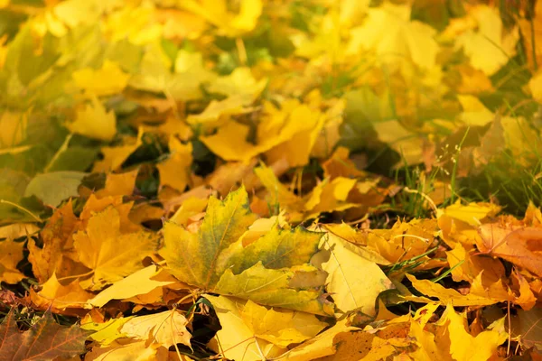 Colorido Hermoso Fondo Hojas Caídas Hojas Otoño Tiradas Suelo Fondo —  Fotos de Stock