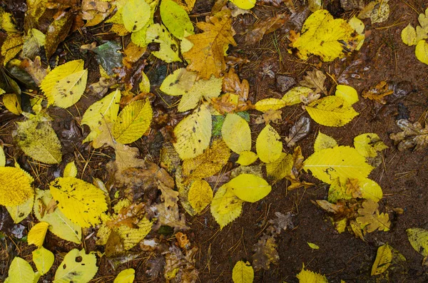 Feuillage Coloré Dans Les Bois Ensoleillés Automne Texture Fond Naturel — Photo