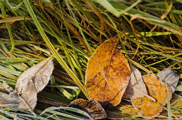 Veelkleurige Bladeren Zonnig Ochtendlicht Herfst Bladeren Achtergrond Een Zonnige Dag — Stockfoto