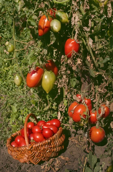 Mini Tomates Rojos Frescos Pera Tomates Pera Cosechados — Foto de Stock