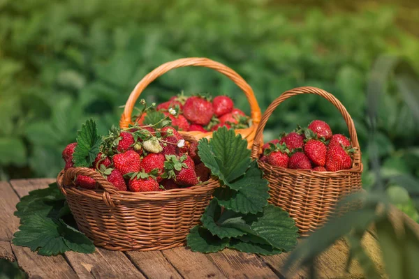 Basket Full Strawberries Strawberry Plants Eco Natural Strawberries Agriculture Freshly — Stock Photo, Image