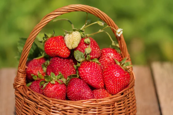 Basket full of strawberries near strawberry plants. Freshly picked strawberries. Spending summer morning in garden. Fresh strawberries at sunset