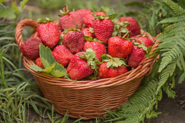 Strawberry Leaf Blooming Flower Close Strawberries Sunny Day Lifestyle — Stock Photo, Image