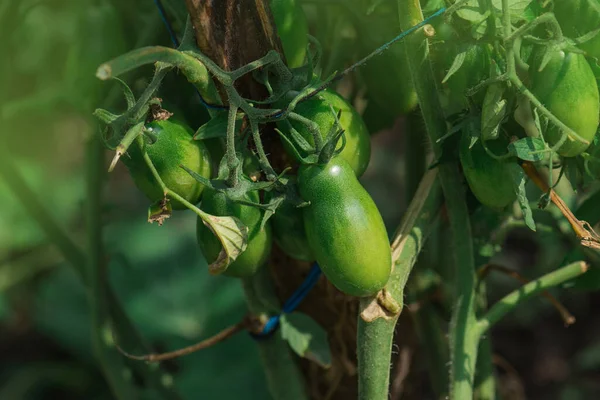 Grüne Unreife Bio Tomaten Strauch Grüne Tomaten Wachsen Den Zweigen — Stockfoto