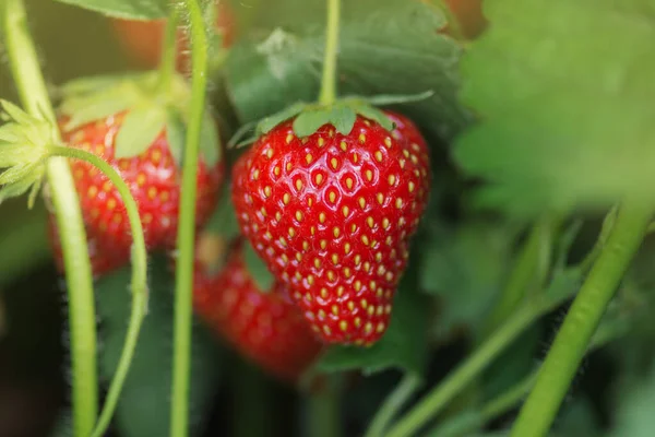 Frische Erdbeeren Vom Bauernhof Zurück Zur Naturlandwirtschaft Erdbeerfrüchte Wachstum Auf — Stockfoto