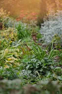 Sonbahar bahçesinde çiçekler. Sonbahar bahçesinde çeşitli çiçekler açar. Çok renkli bir sonbahar baharı çimenlikte çiçek açtı. Güneşli sonbahar parkı arka planında çiçekler