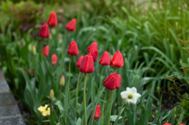 Bahar manzarasında kırmızı laleler. Kırmızı lalelerin arka planı. Kırmızı lale çiçeği arkaplanı