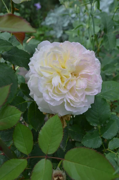 Biała Róża Biała Róża Ogrodzie Piękna Biała Róża Rosną Białe — Zdjęcie stockowe