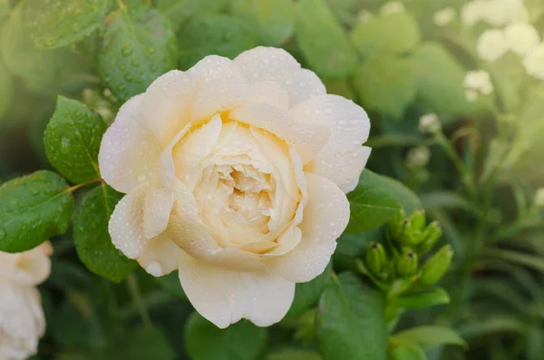 Yaz Bahçesinde Beyaz Güller Beyaz Gül Tomurcukları Çalıların Üzerinde Çiçek — Stok fotoğraf