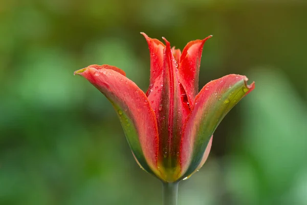 Bela Flor Laranja Verde Tulipa Green River Crescente — Fotografia de Stock