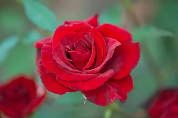 Naturalne Czerwone Róże Tło Czerwona Róża Tło Kwiat — Zdjęcie stockowe