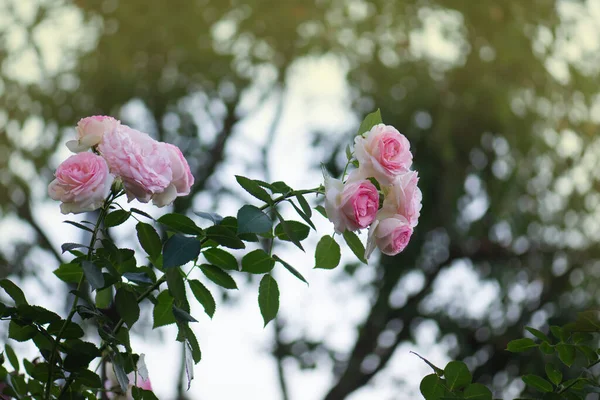 Jardim Verão Com Rosas Inglesas Rosa Rosas Duplas Chamadas Eden — Fotografia de Stock