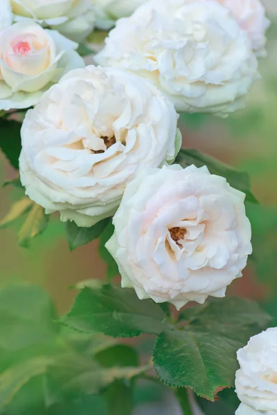 Hermosa Rosa Blanca Jardín Jardín Con Rosas Blancas Frescas Hermosas — Foto de Stock